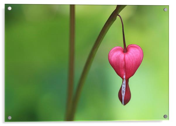  Lonely Heart Acrylic by Ceri Jones