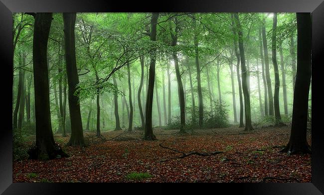  Summer Misty Woods Framed Print by Ceri Jones