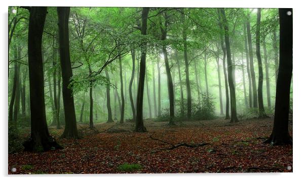 Summer Misty Woods Acrylic by Ceri Jones
