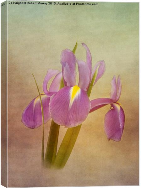  Dutch Iris Canvas Print by Robert Murray