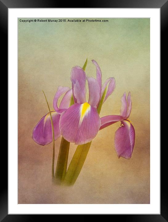  Dutch Iris Framed Mounted Print by Robert Murray