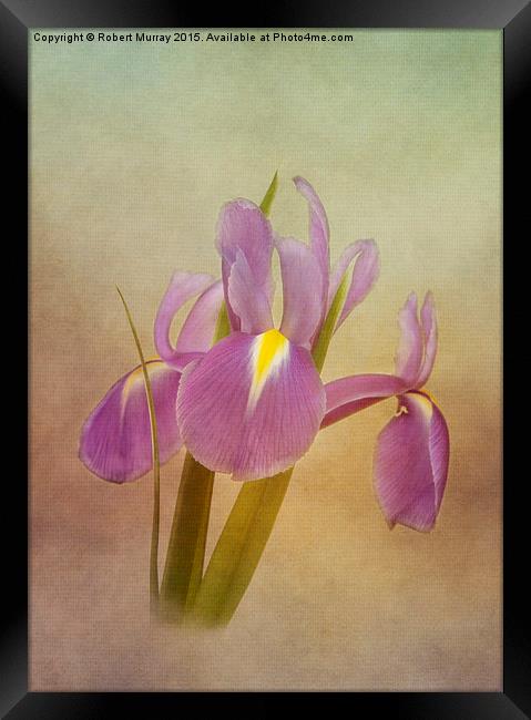  Dutch Iris Framed Print by Robert Murray