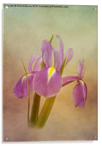  Dutch Iris Acrylic by Robert Murray