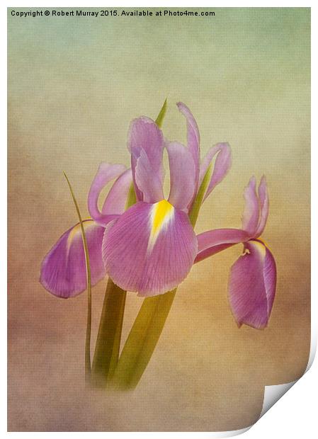  Dutch Iris Print by Robert Murray