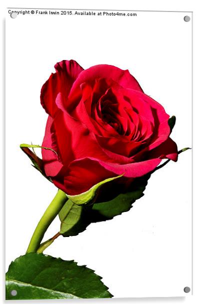 Beautiful red Hybrid Tea rose Acrylic by Frank Irwin