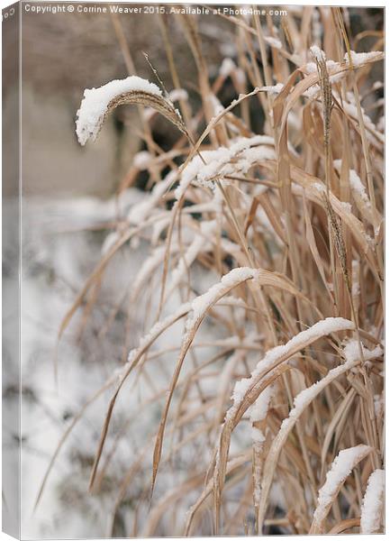  Winter snow 3 Canvas Print by Corrine Weaver