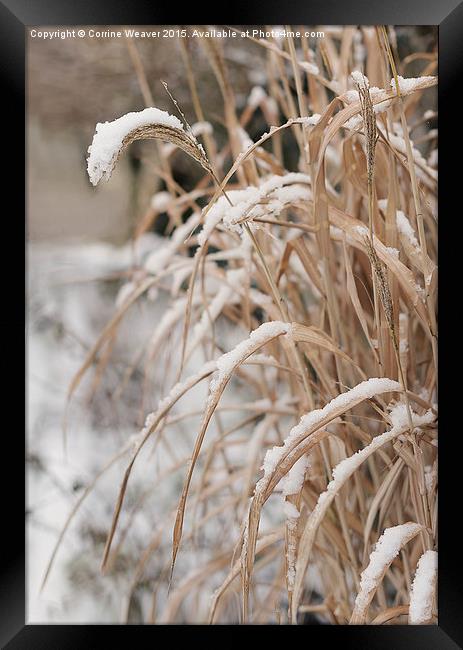  Winter snow 3 Framed Print by Corrine Weaver
