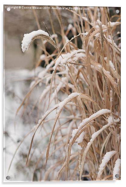  Winter snow 3 Acrylic by Corrine Weaver