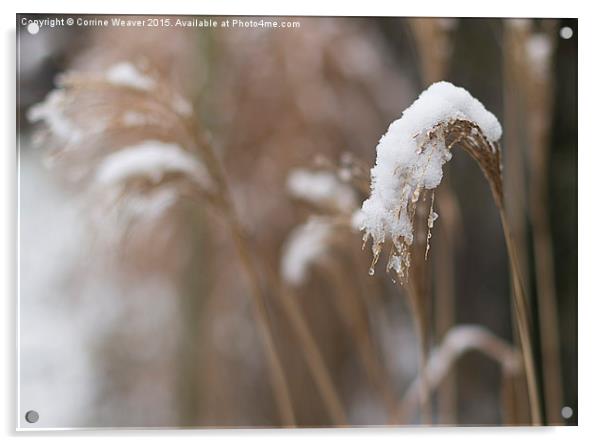  Winter snow 4 Acrylic by Corrine Weaver