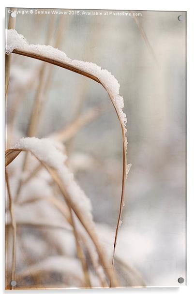 Winter snow 2  Acrylic by Corrine Weaver