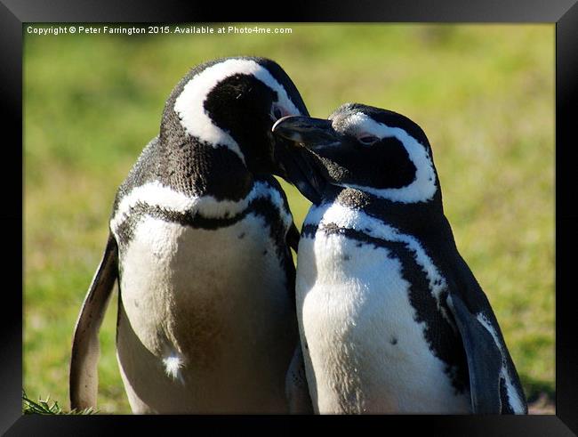  Love Is In The Air Framed Print by Peter Farrington