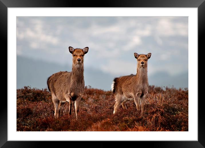  Sika Deer Framed Mounted Print by Macrae Images