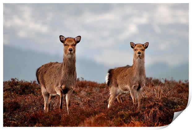  Sika Deer Print by Macrae Images