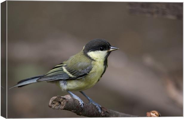 Great Tit Canvas Print by Kevin Baxter
