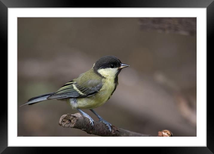 Great Tit Framed Mounted Print by Kevin Baxter