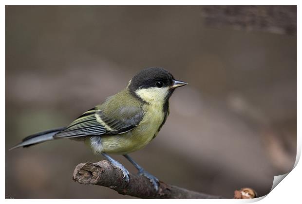 Great Tit Print by Kevin Baxter