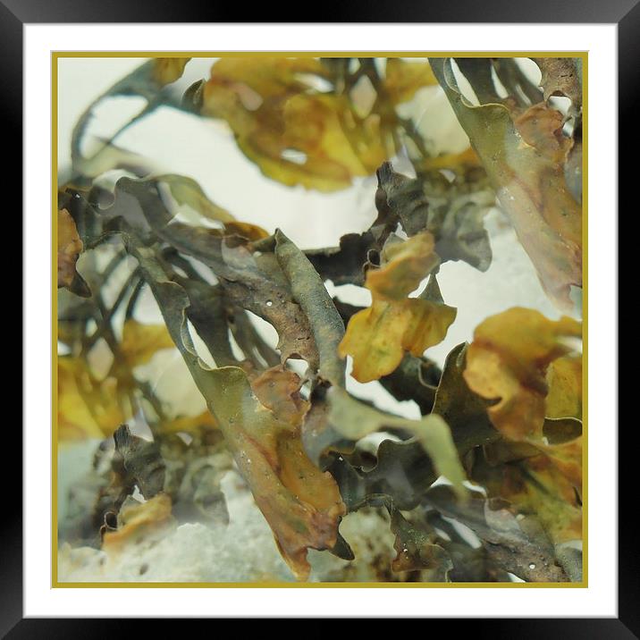 abstract seaweed  Framed Mounted Print by Heather Newton