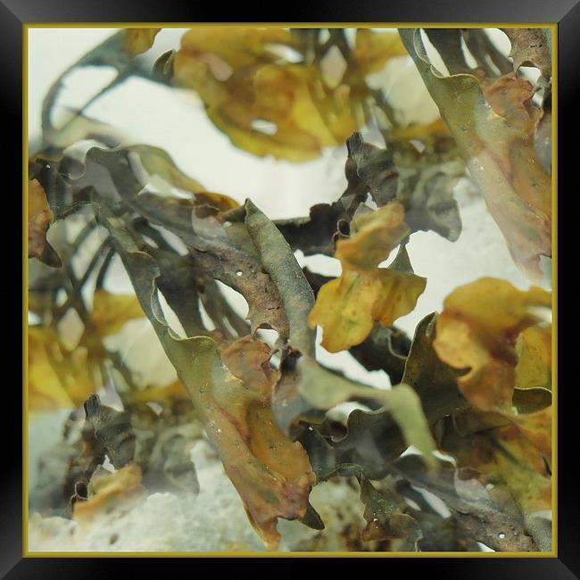 abstract seaweed  Framed Print by Heather Newton