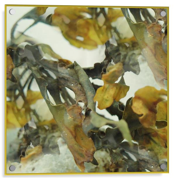 abstract seaweed  Acrylic by Heather Newton