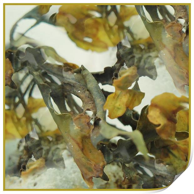 abstract seaweed  Print by Heather Newton
