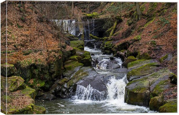  Healey Dell Canvas Print by Fine art by Rina