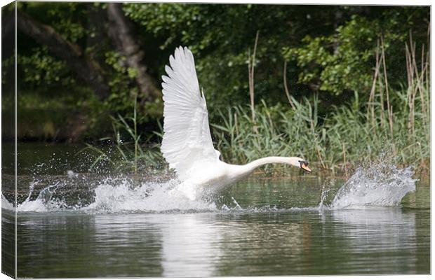 Swan chase Canvas Print by Kevin Baxter