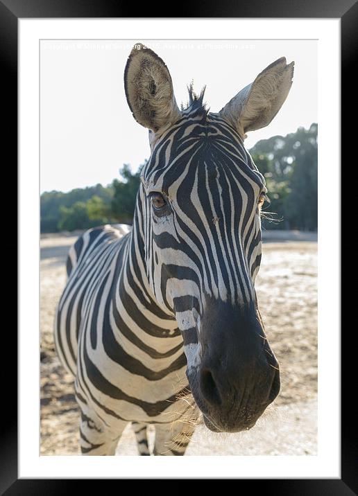  Zebra Framed Mounted Print by Michael Goyberg