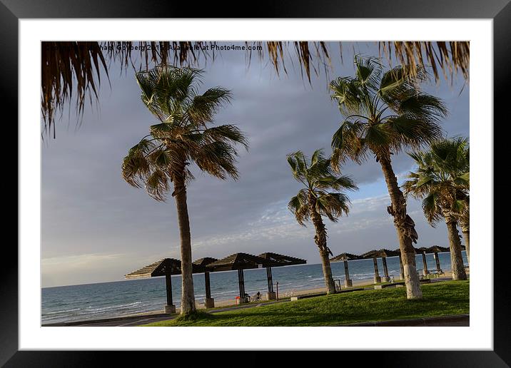 Sea breeze. Palm trees, the sea, the soft rays of  Framed Mounted Print by Michael Goyberg