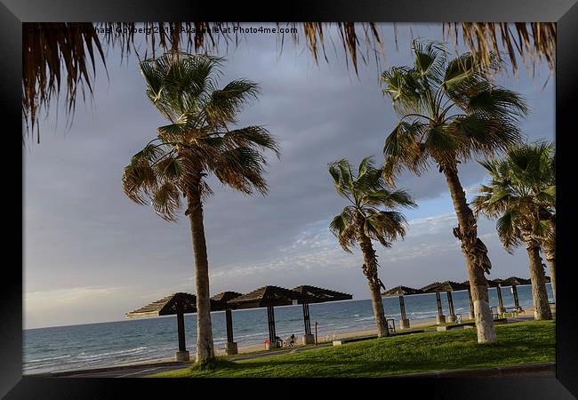 Sea breeze. Palm trees, the sea, the soft rays of  Framed Print by Michael Goyberg