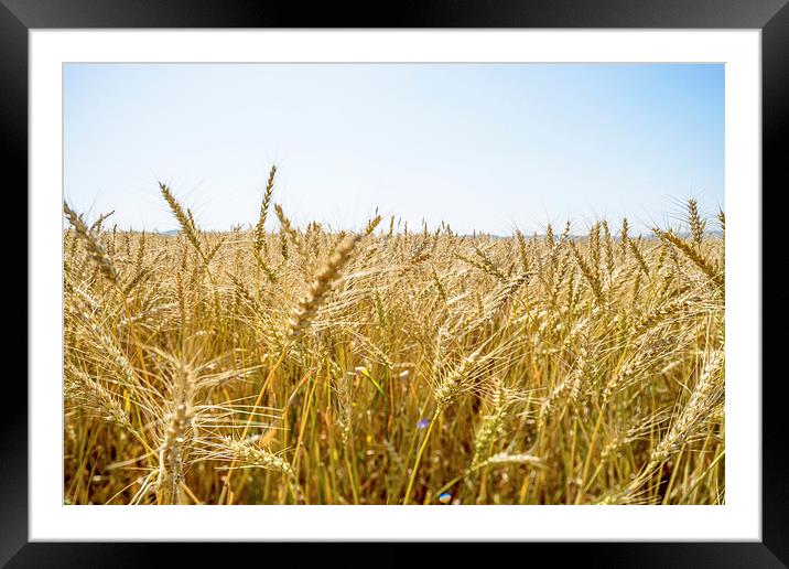 Spikelets Framed Mounted Print by Michael Goyberg