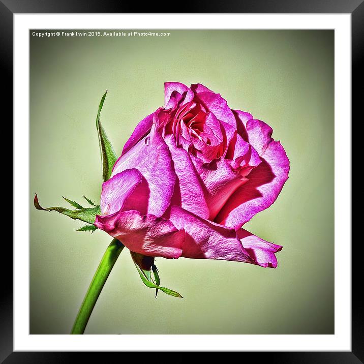  Red Hybrid Tea Rose (HDR Style) Framed Mounted Print by Frank Irwin