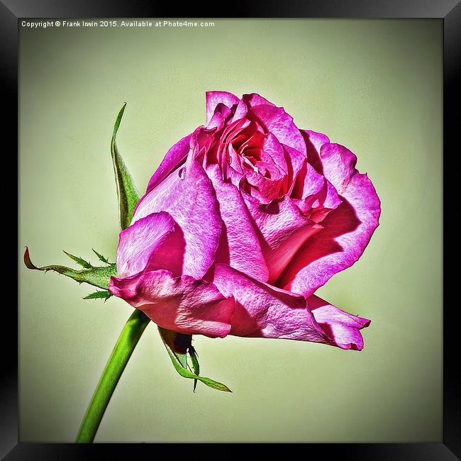 Red Hybrid Tea Rose (HDR Style) Framed Print by Frank Irwin