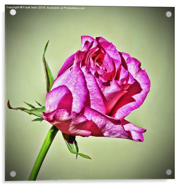  Red Hybrid Tea Rose (HDR Style) Acrylic by Frank Irwin