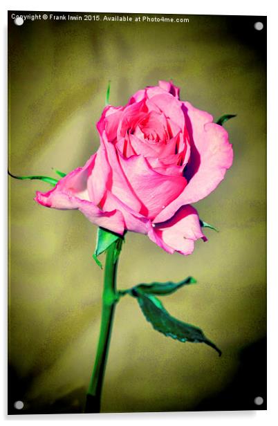 Red Hybrid Tea Rose (Lomo Style) Acrylic by Frank Irwin
