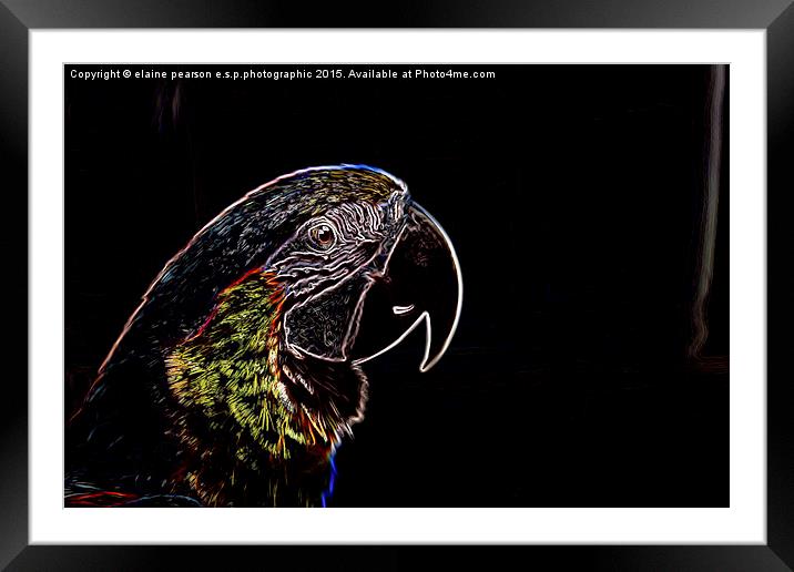  Neon Parrot Framed Mounted Print by Elaine Pearson
