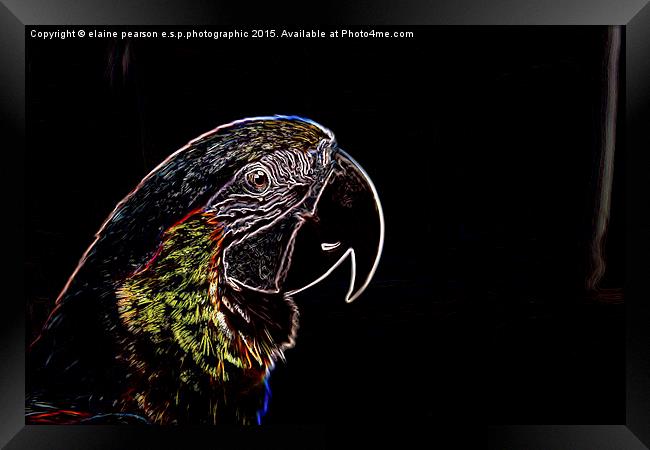  Neon Parrot Framed Print by Elaine Pearson