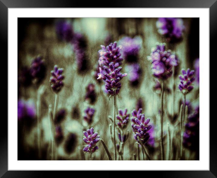 Lavender Framed Mounted Print by Scott Anderson