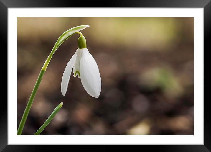 Lone Snowdrop Framed Mounted Print by Steve Purnell