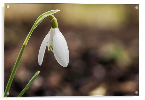 Lone Snowdrop Acrylic by Steve Purnell