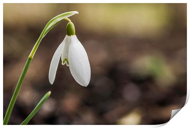Lone Snowdrop Print by Steve Purnell