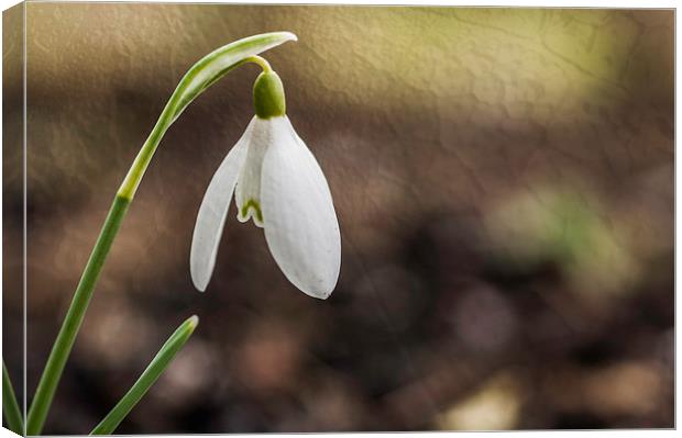 Lone Snowdrop With Texture Canvas Print by Steve Purnell