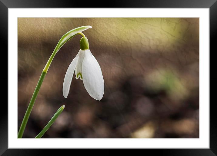 Lone Snowdrop With Texture Framed Mounted Print by Steve Purnell