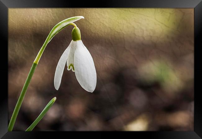 Lone Snowdrop With Texture Framed Print by Steve Purnell
