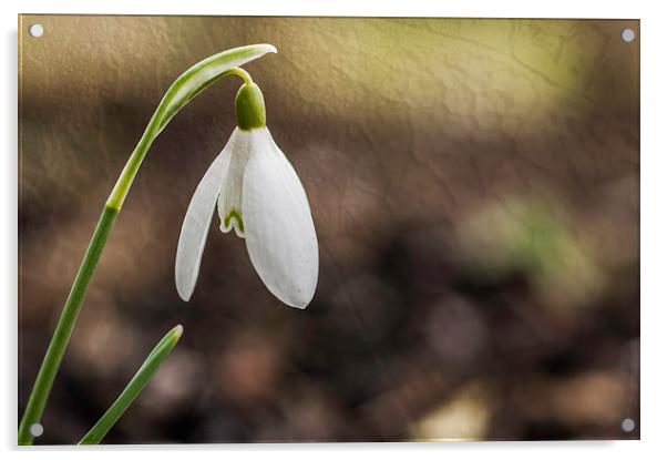Lone Snowdrop With Texture Acrylic by Steve Purnell