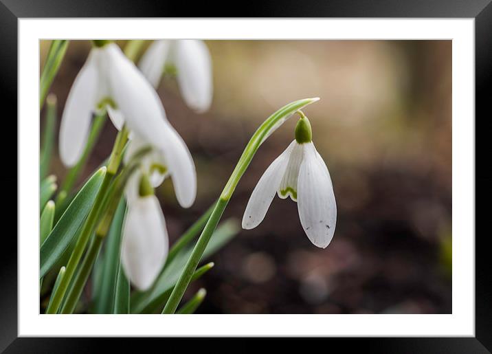 Snowdrops Framed Mounted Print by Steve Purnell