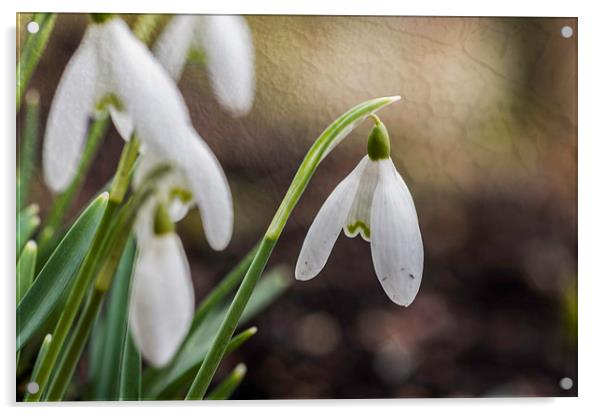 Snowdrops with Texture Acrylic by Steve Purnell