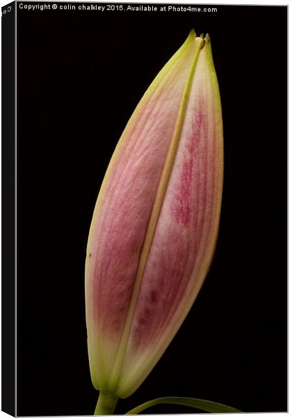  Asiatic Lily Bud Canvas Print by colin chalkley