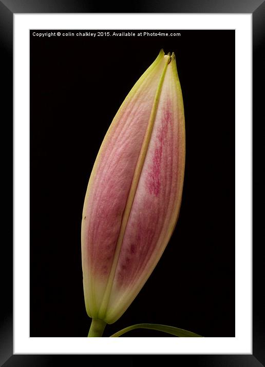  Asiatic Lily Bud Framed Mounted Print by colin chalkley