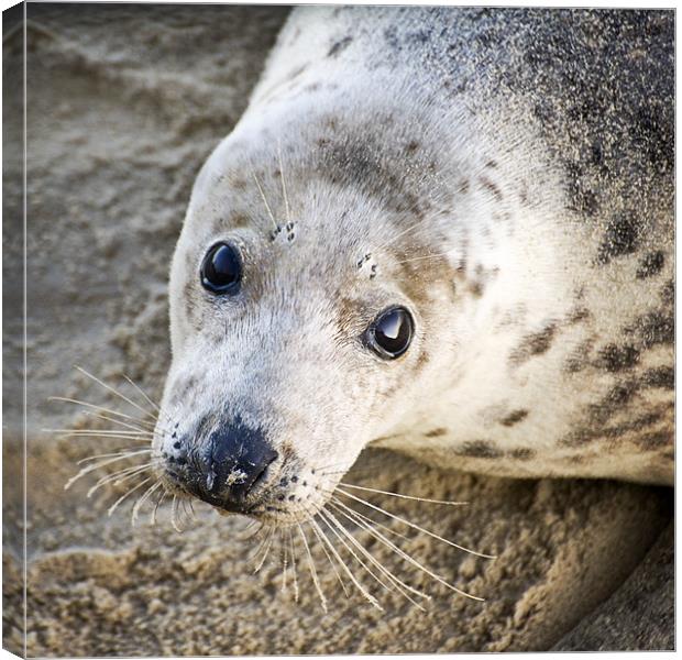 Close up of seal pup Canvas Print by Stephen Mole