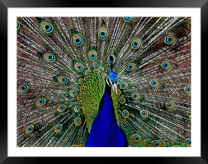 Peacock Framed Mounted Print by Simon Marshall